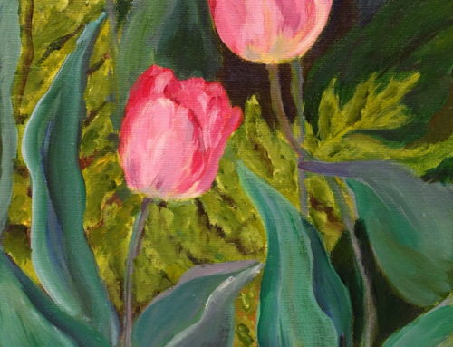 Pink Tulips 